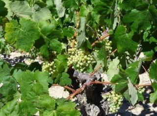 racimos de uva en un vinedo